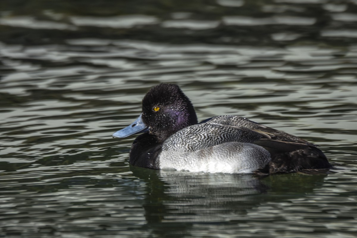 Lesser Scaup - ML538736441