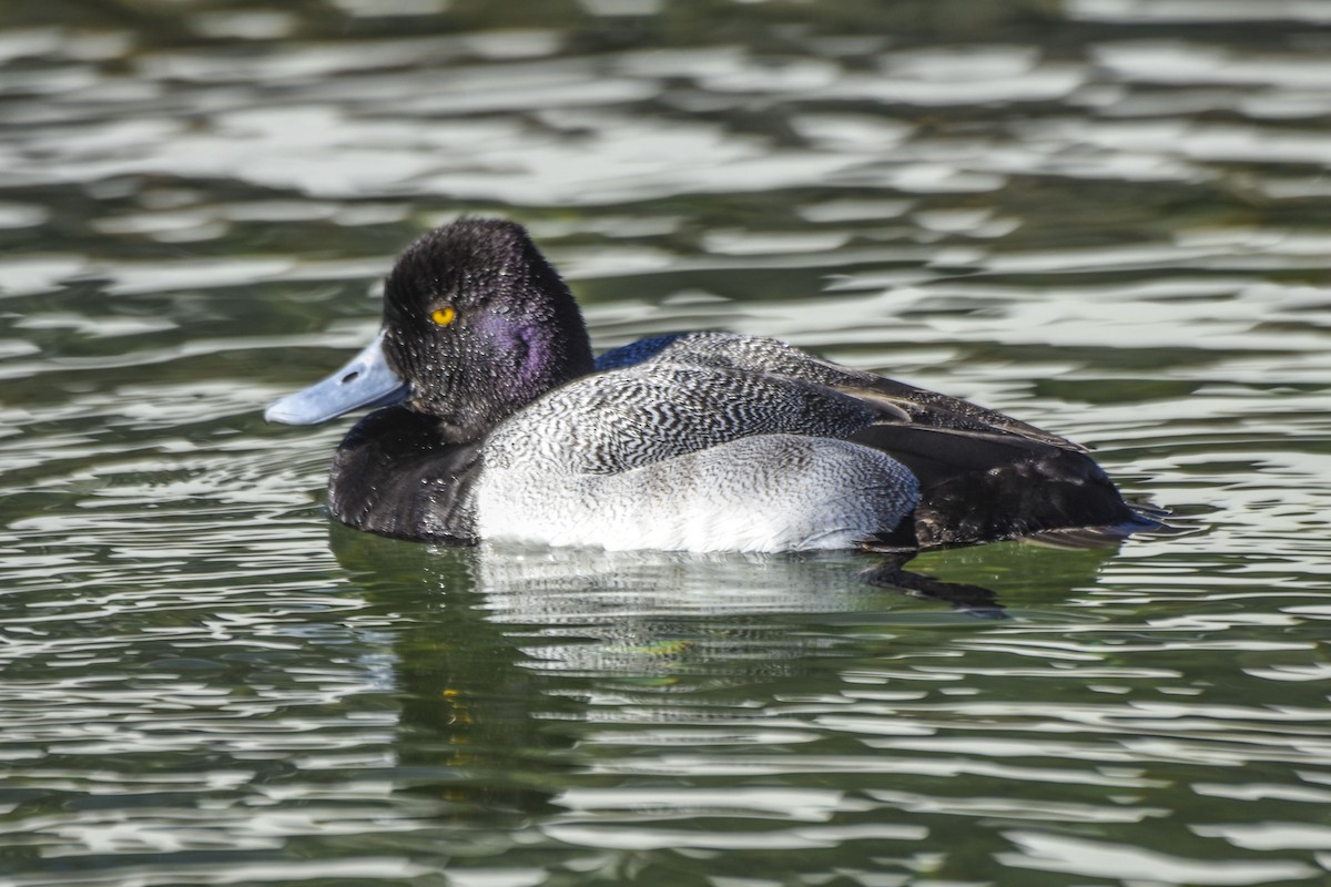 Lesser Scaup - Tom and Janet Kuehl