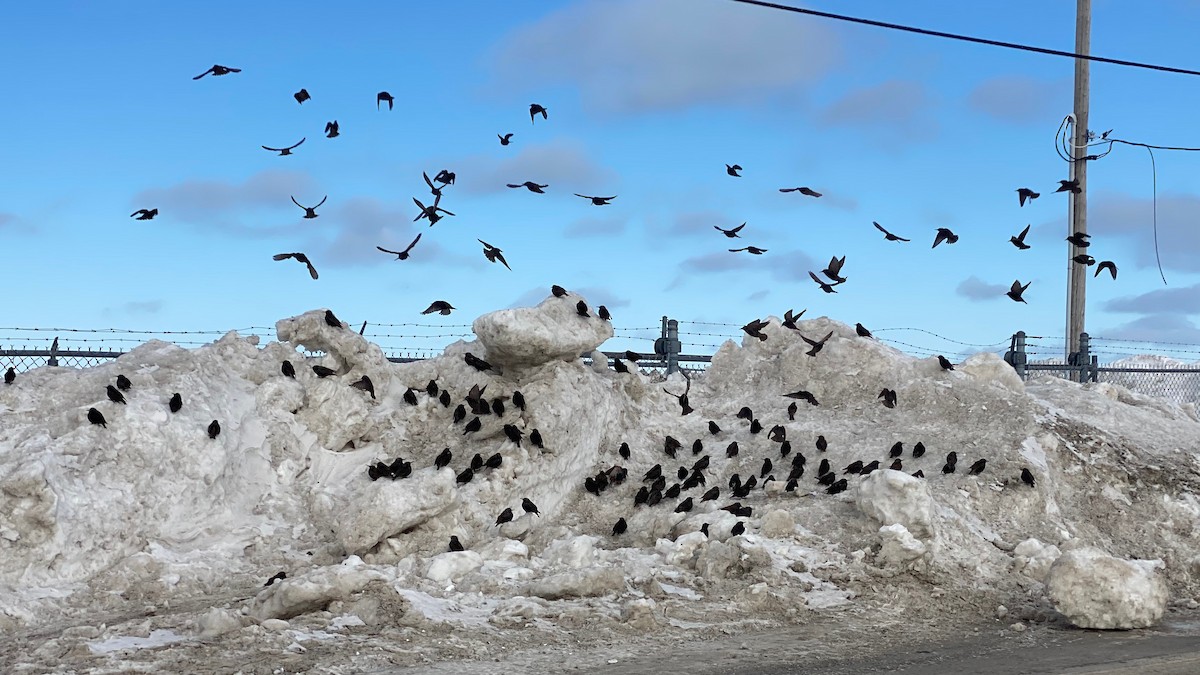 European Starling - ML538736641