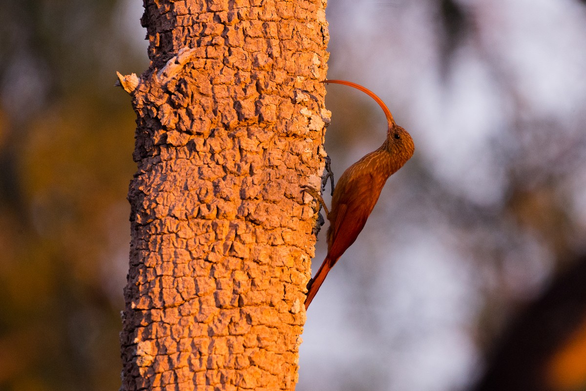 Red-billed Scythebill - ML538736961