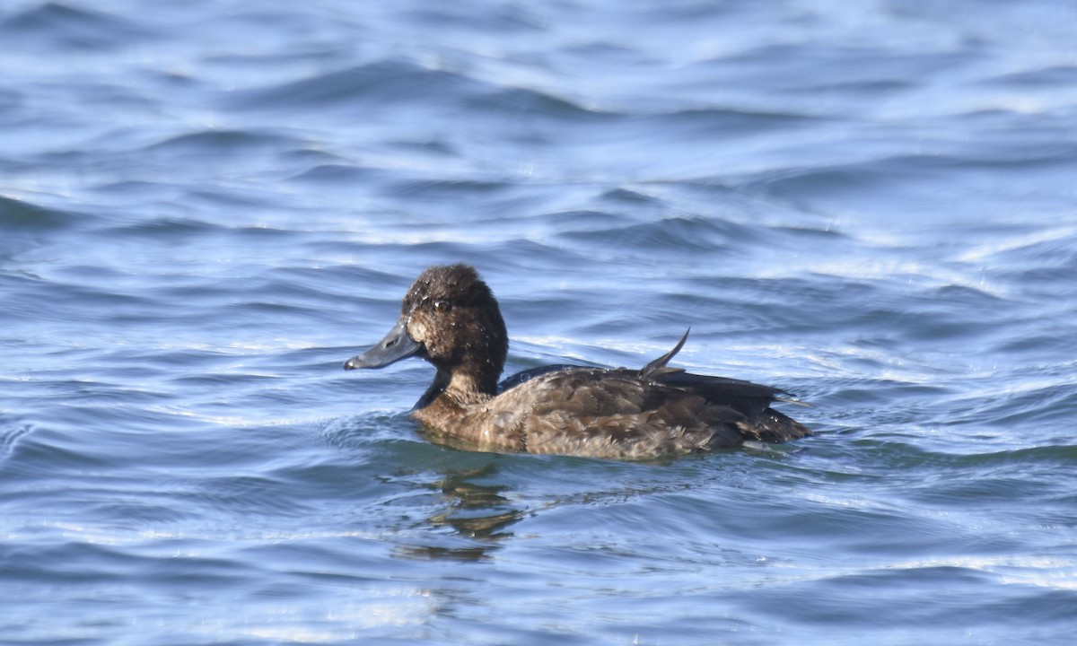 Lesser Scaup - Tom and Janet Kuehl