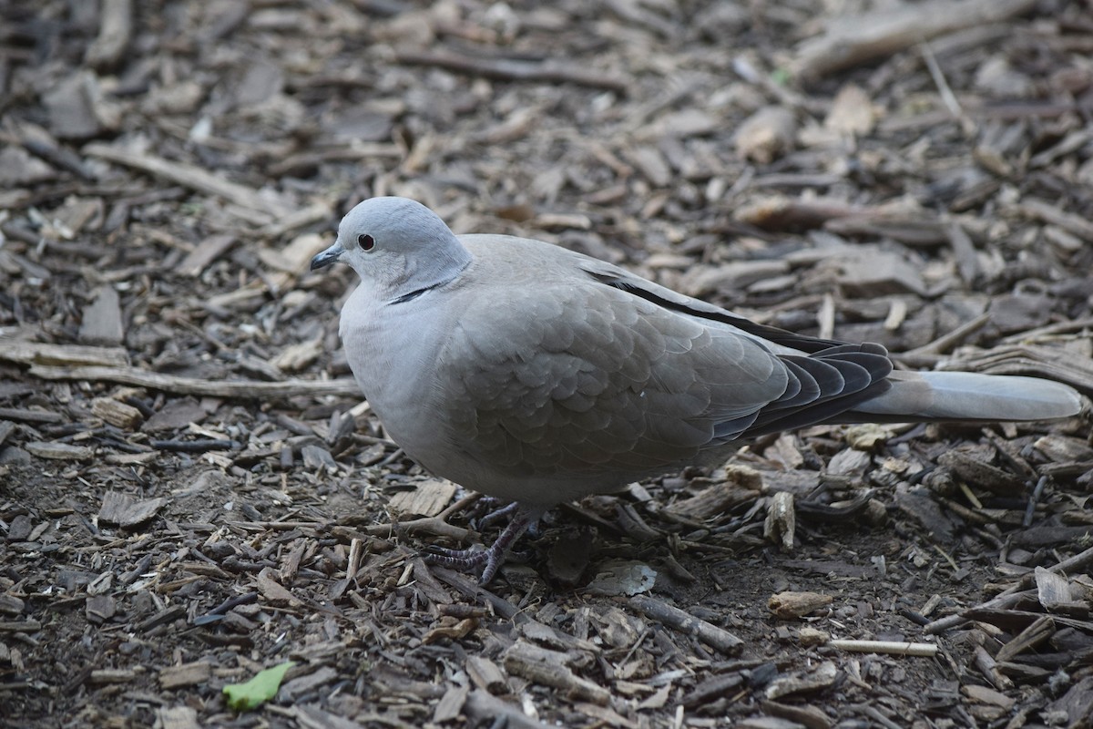 תור צווארון - ML538737201