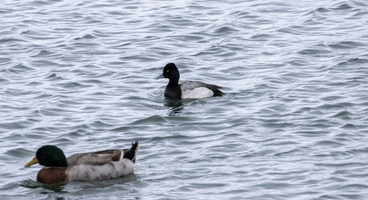 Lesser Scaup - ML538737331