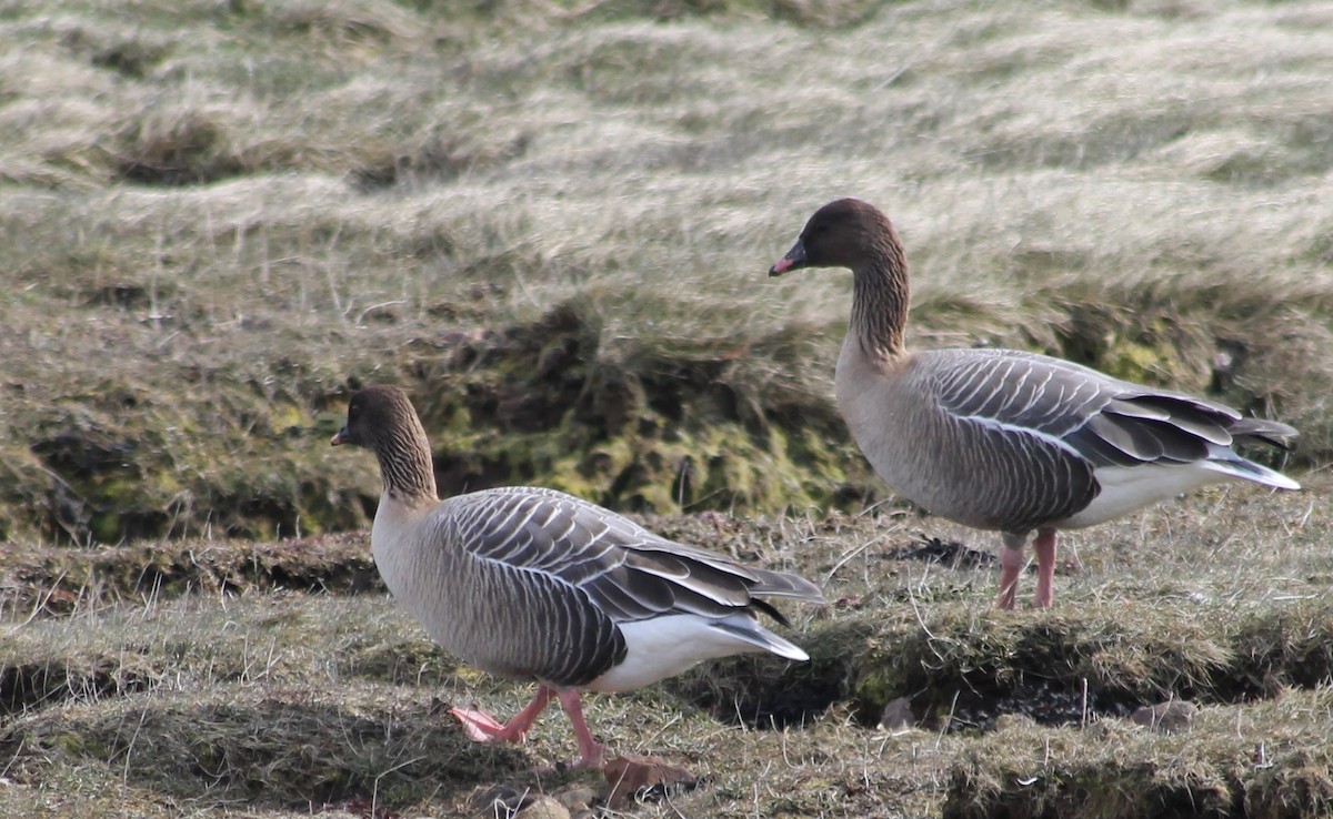 Pink-footed Goose - Simon Barrett