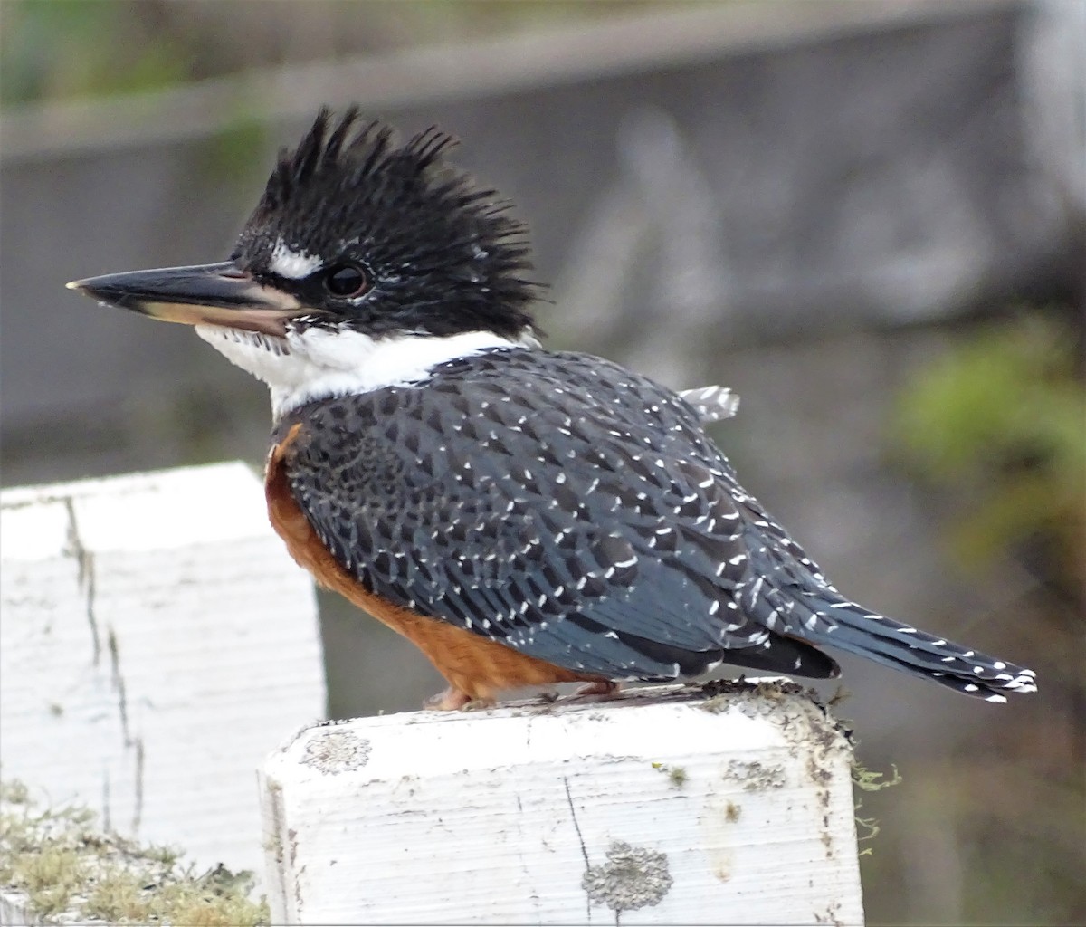 Ringed Kingfisher - ML538737571