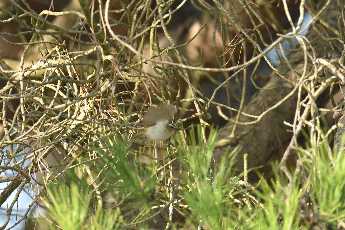 Common Firecrest - ML538737641