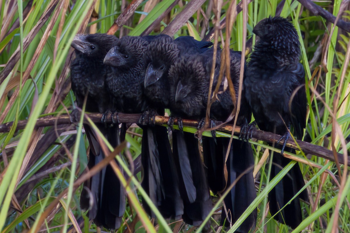 Smooth-billed Ani - Miguel Martin