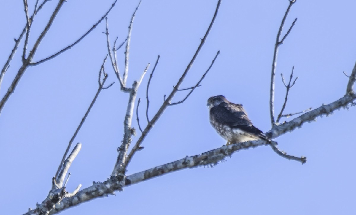 Хайргууна шонхор - ML538739131