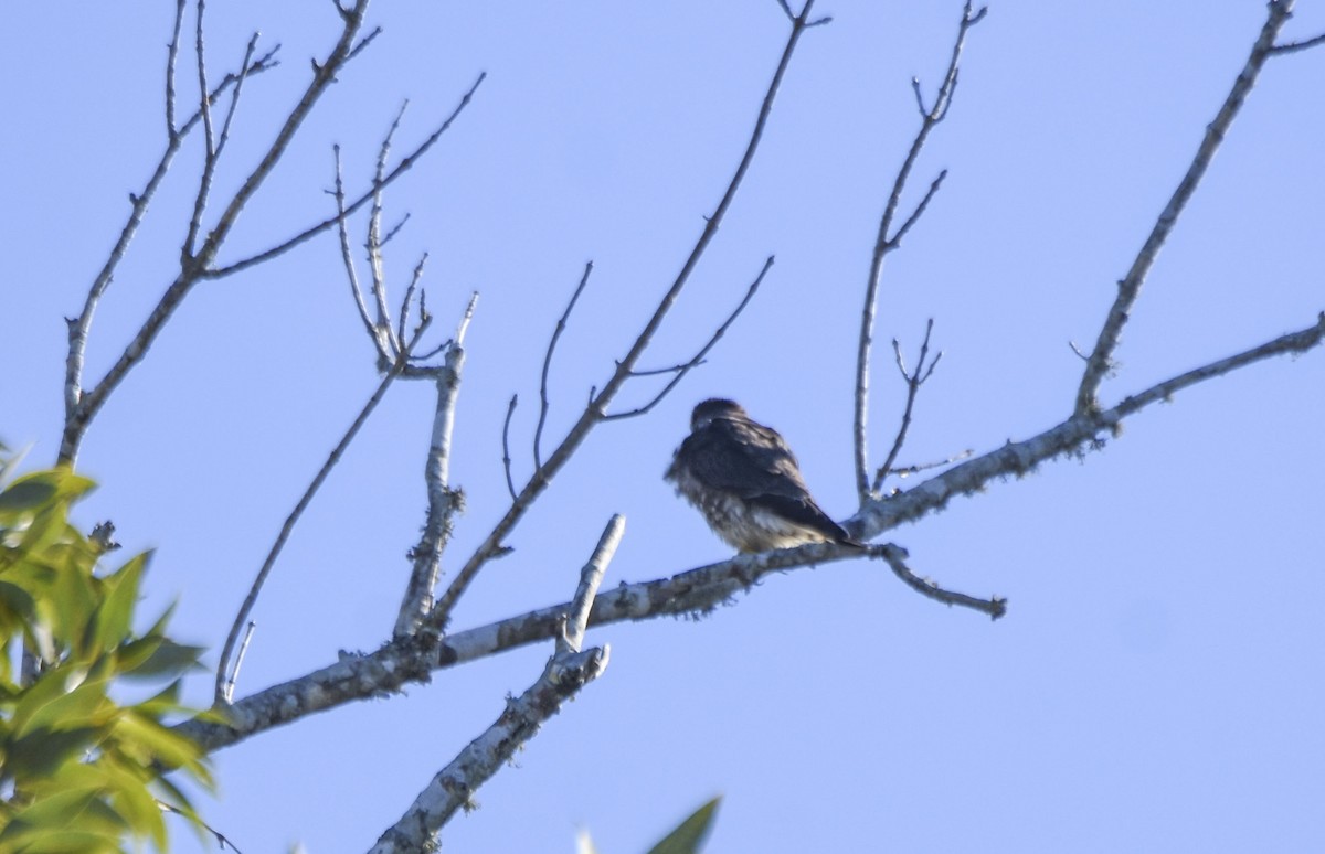 Хайргууна шонхор - ML538739151