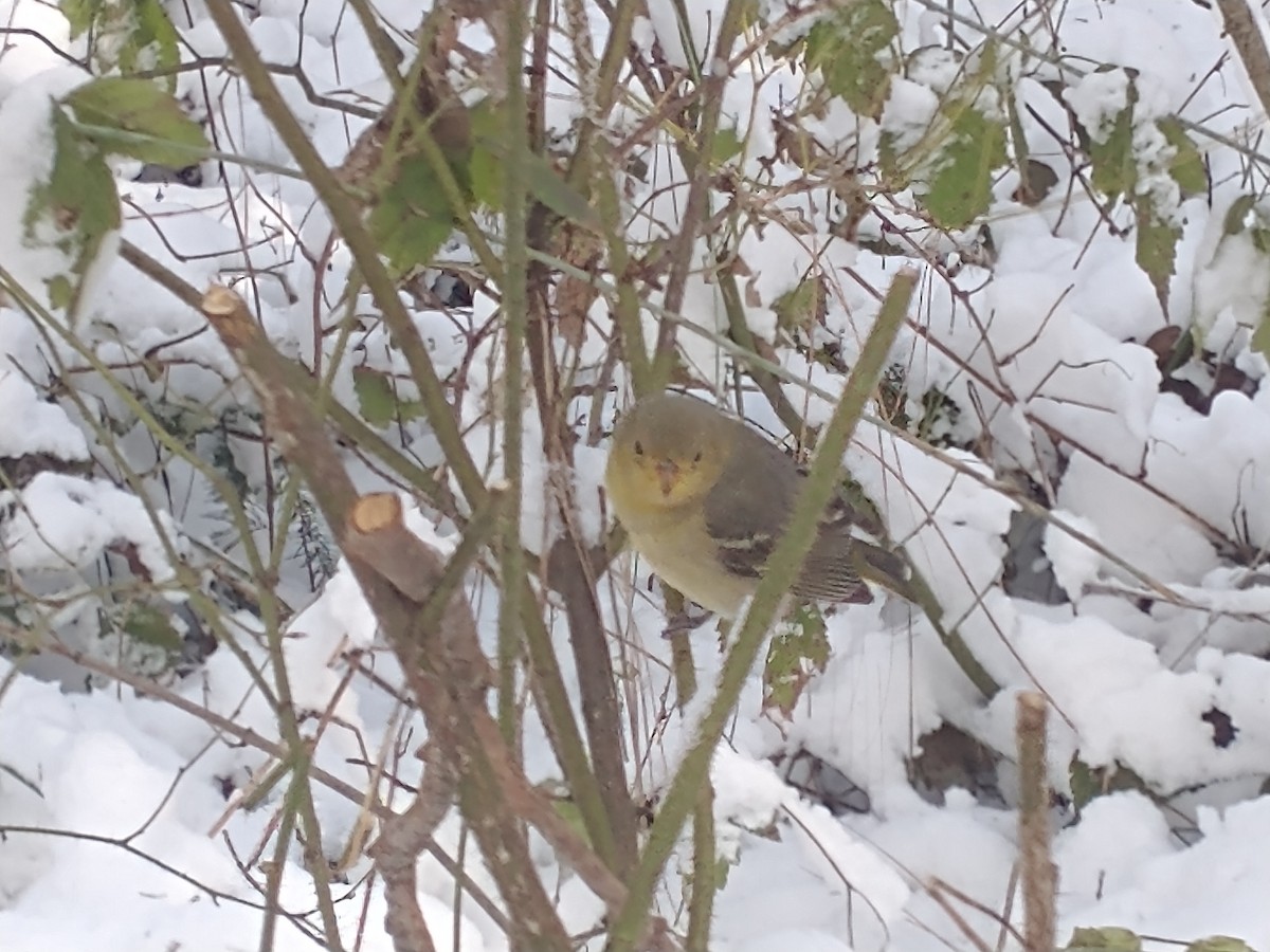 Western Tanager - Drew Meyer