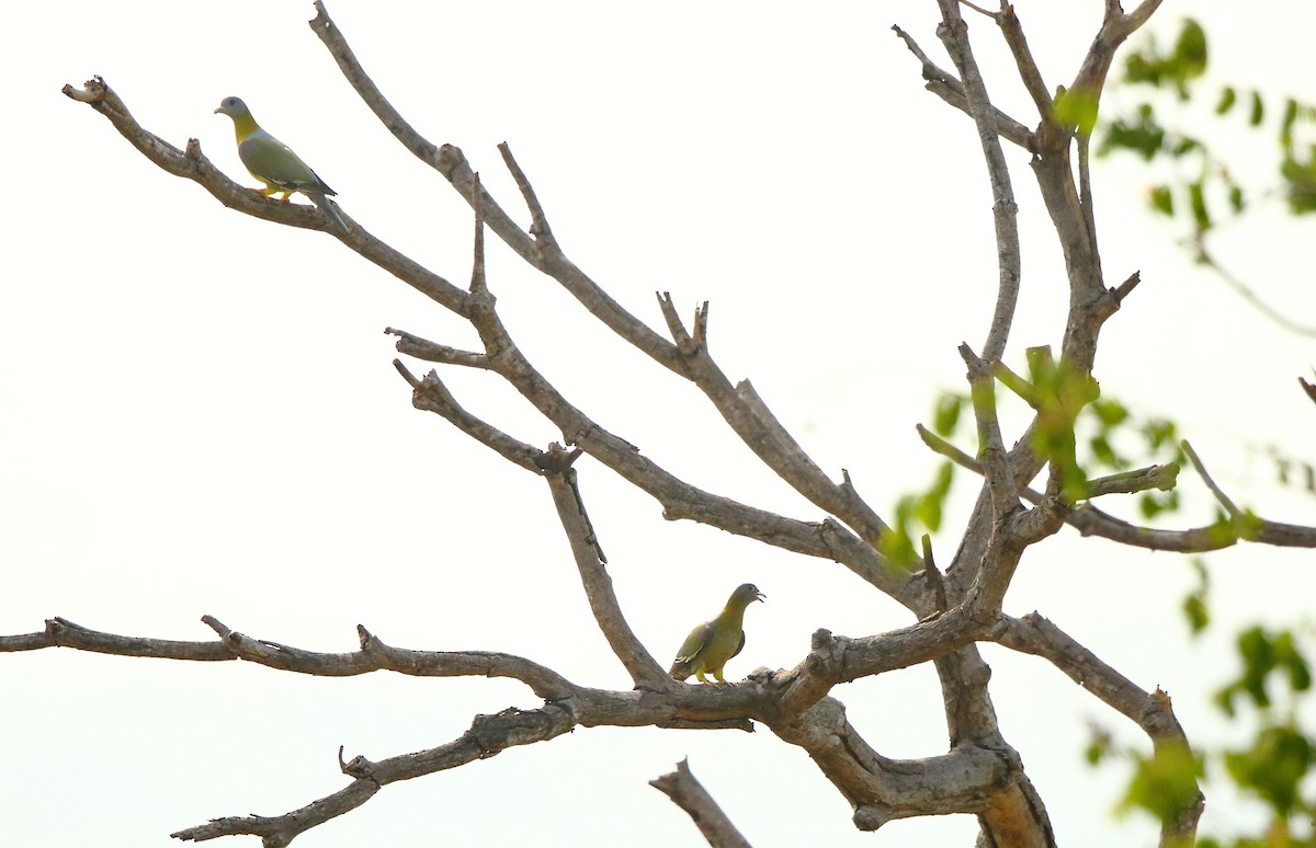 Yellow-footed Green-Pigeon - ML53874171