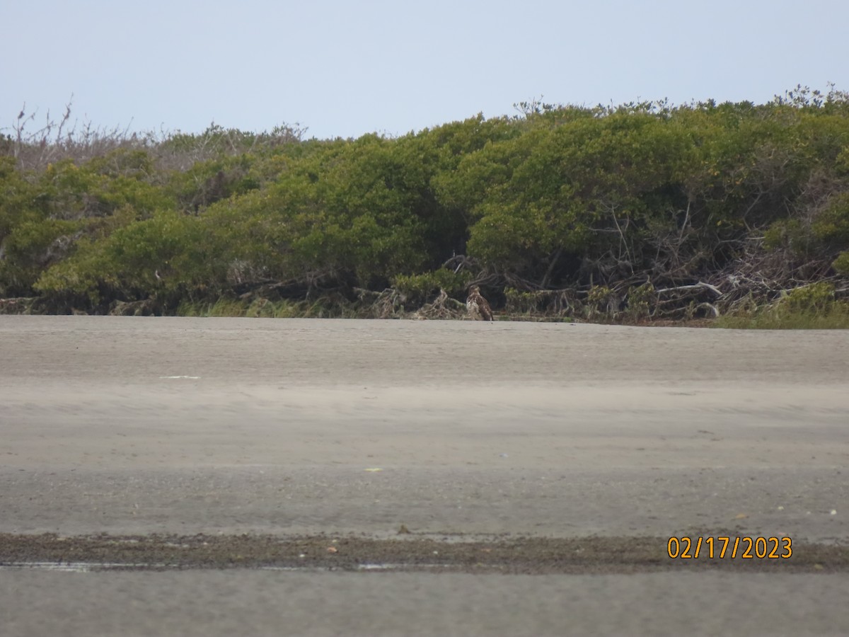 Bald Eagle - ML538742551