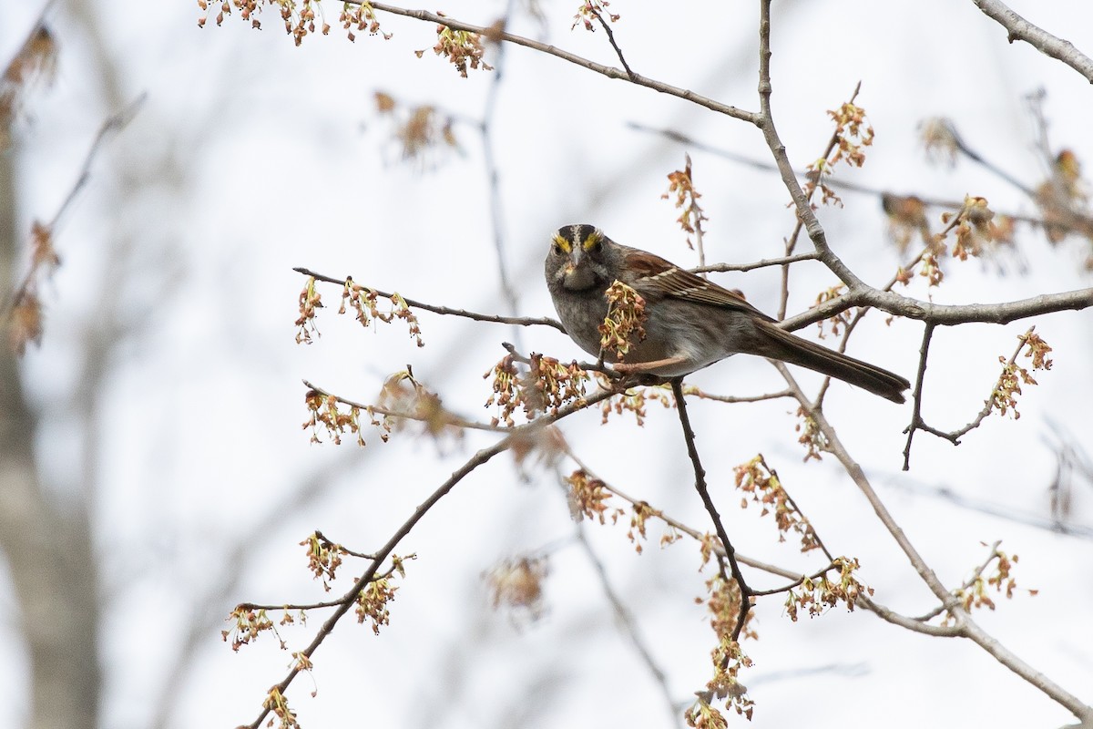 White-throated Sparrow - ML538742781