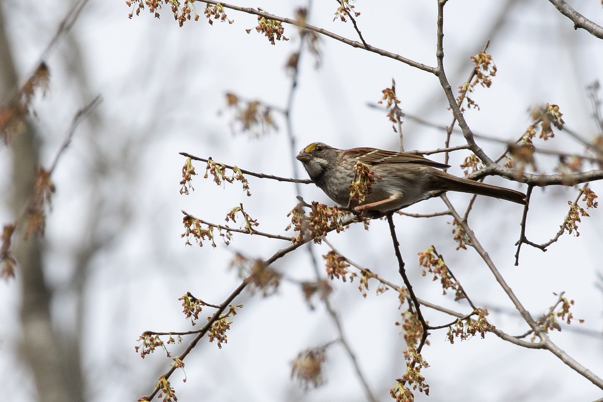 White-throated Sparrow - Tom Crockett