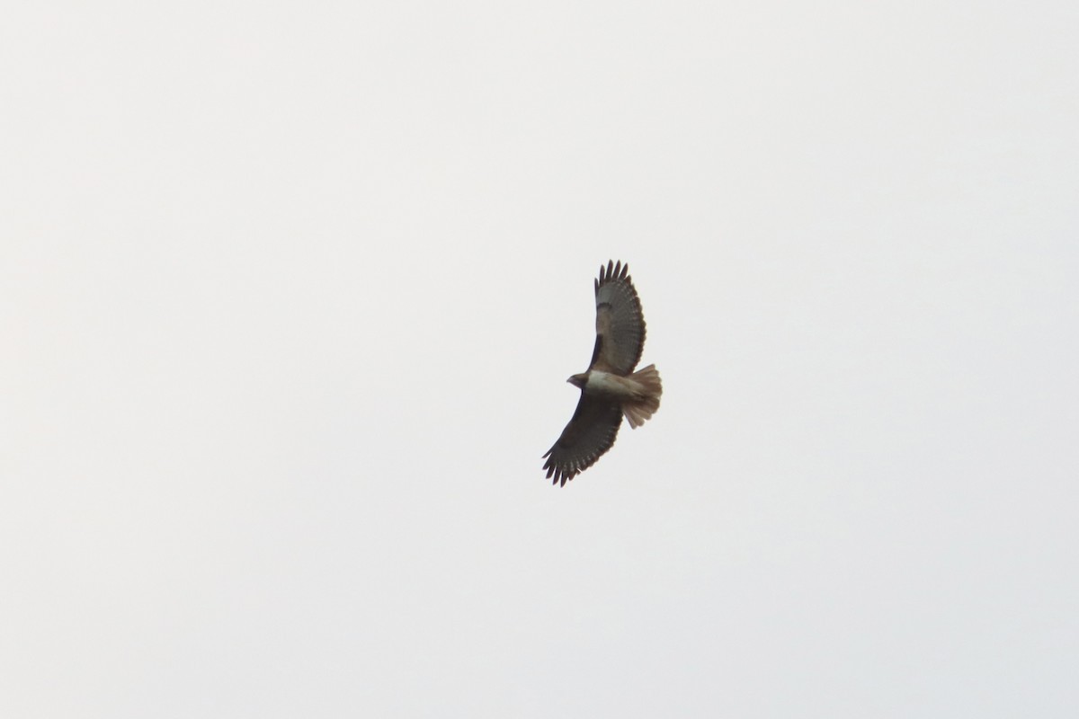 Red-tailed Hawk (kemsiesi/hadropus) - ML538743311