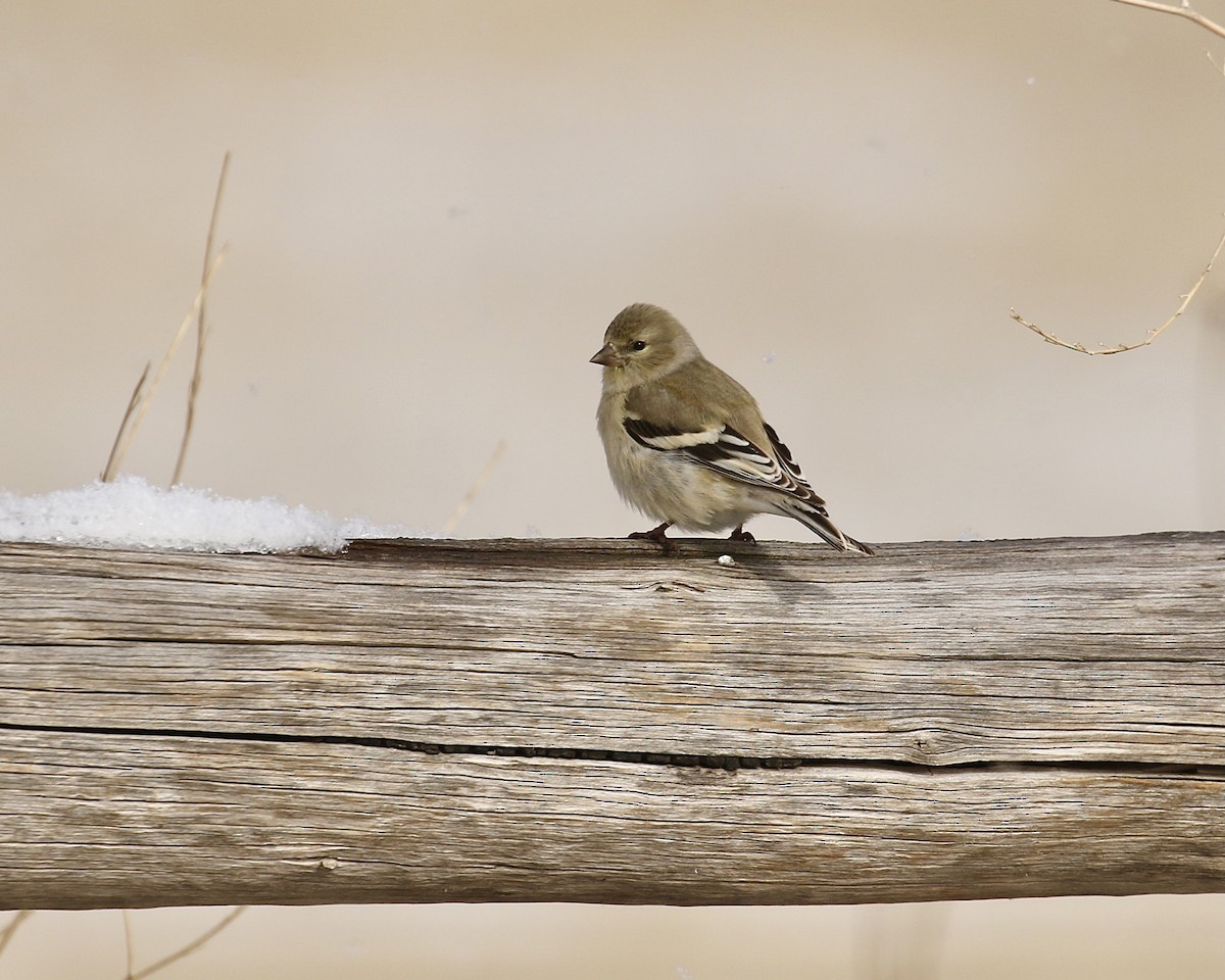 American Goldfinch - ML538743661