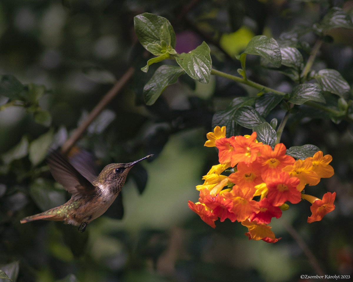 Scintillant Hummingbird - ML538744721