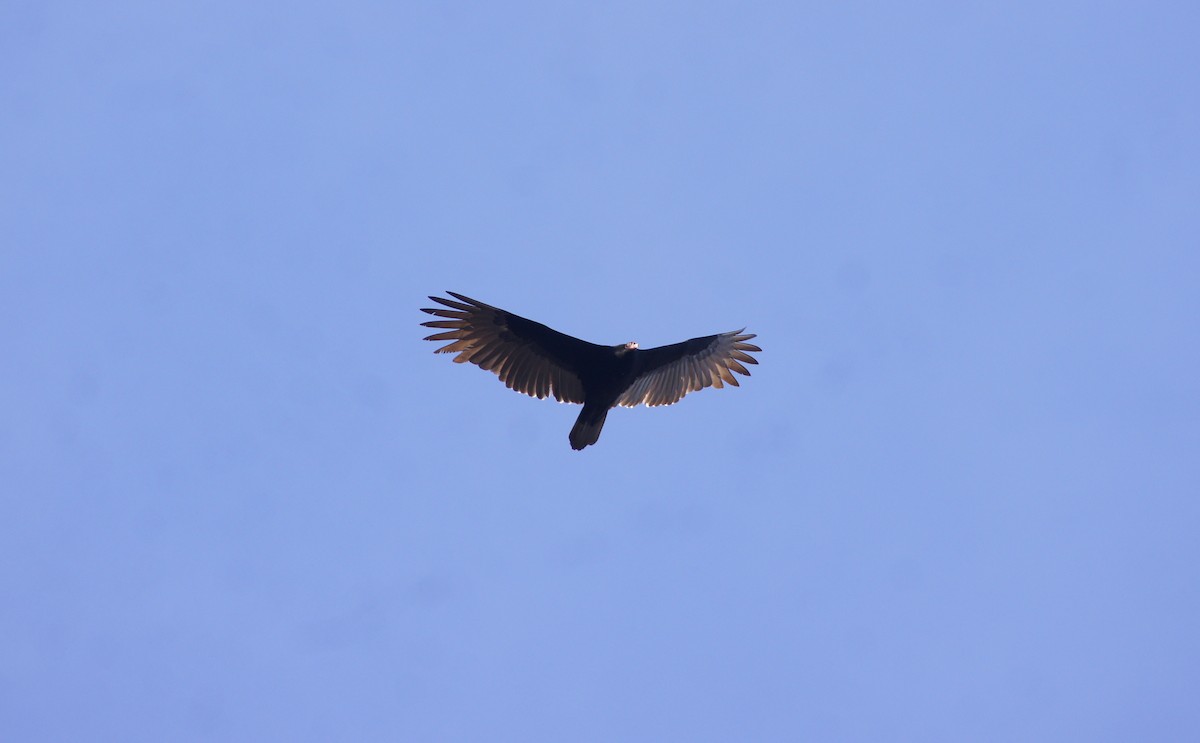 Turkey Vulture - ML538745511