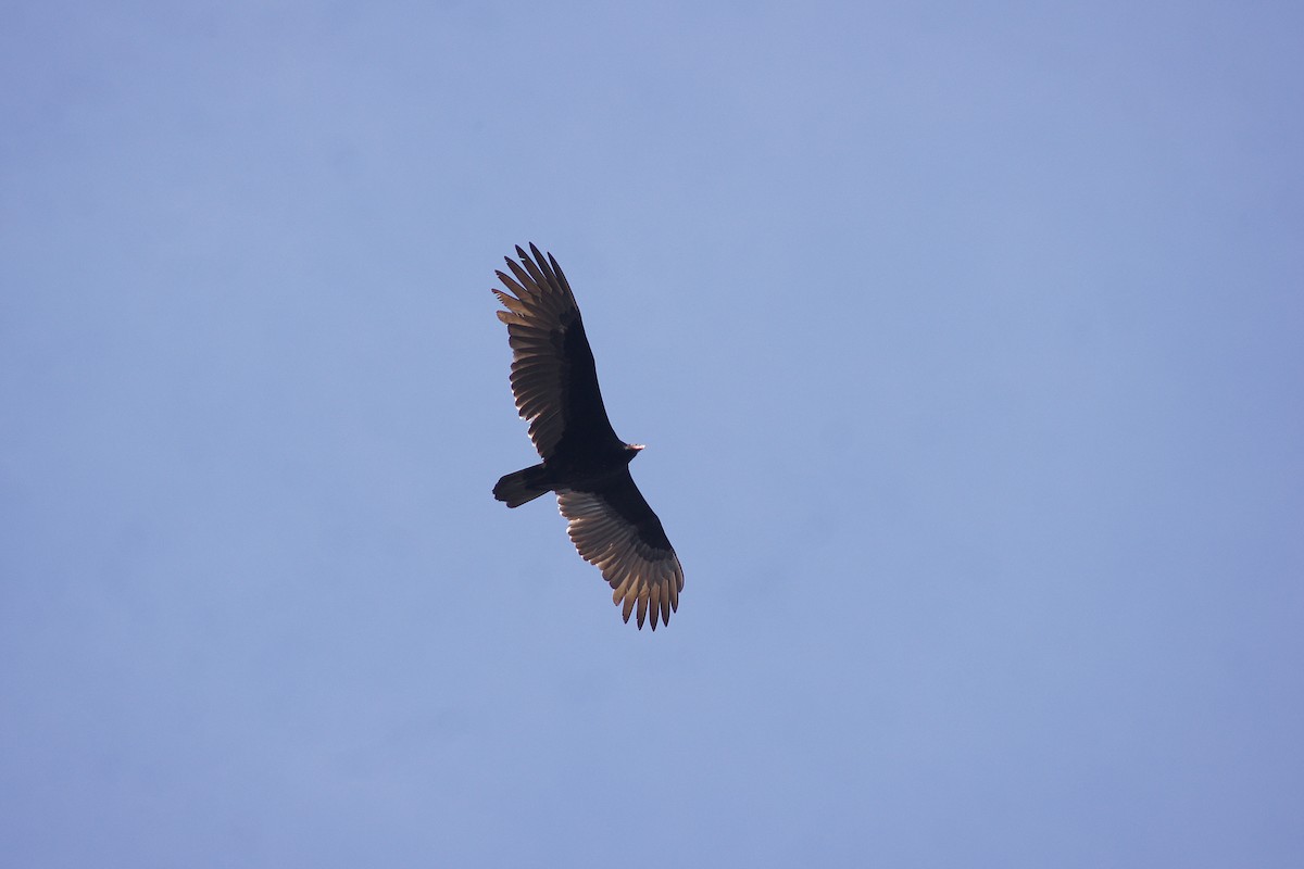 Turkey Vulture - ML538745531