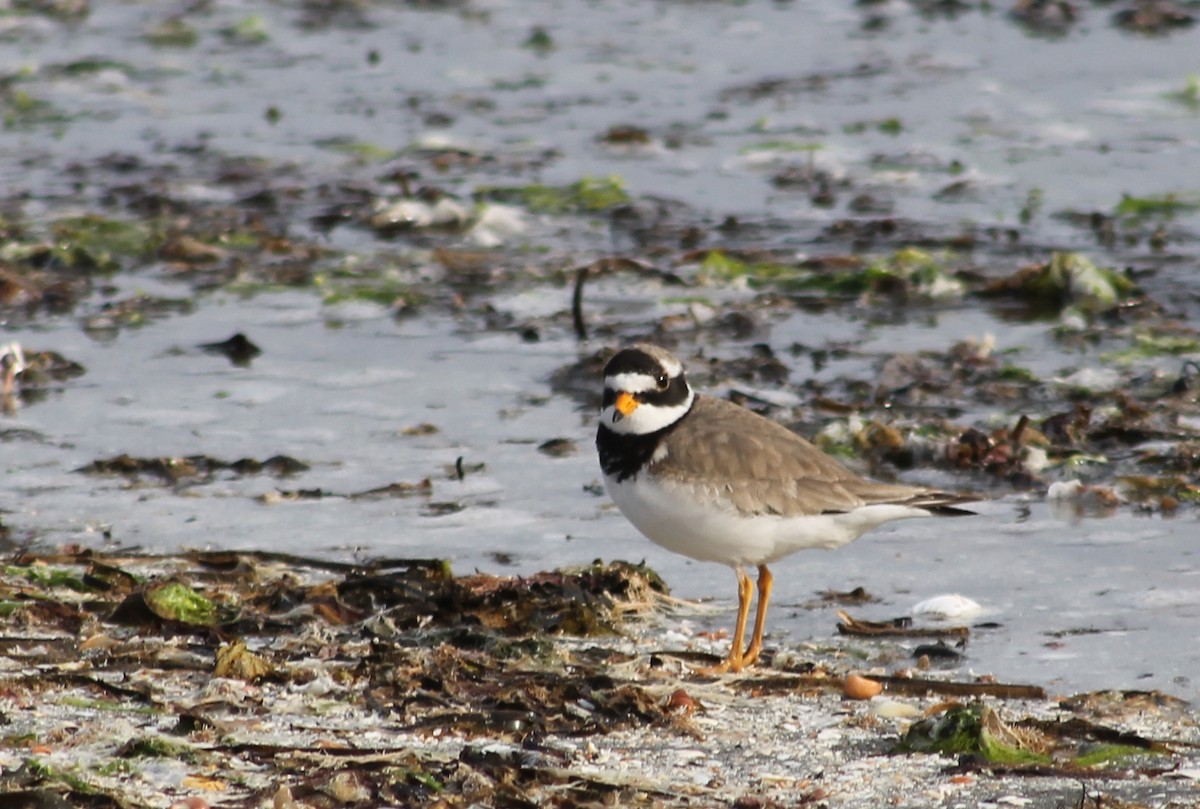 Common Ringed Plover - Simon Barrett