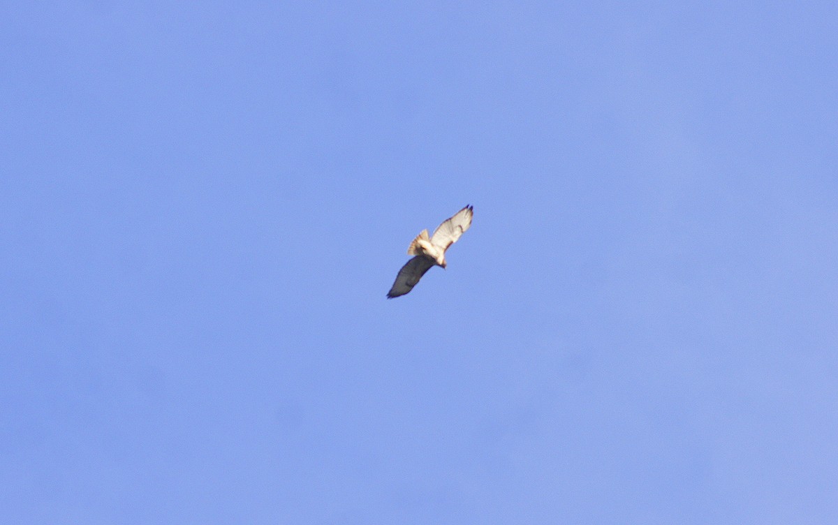 Red-tailed Hawk - ML538745691