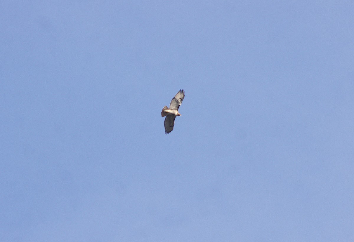 Red-tailed Hawk - ML538745701