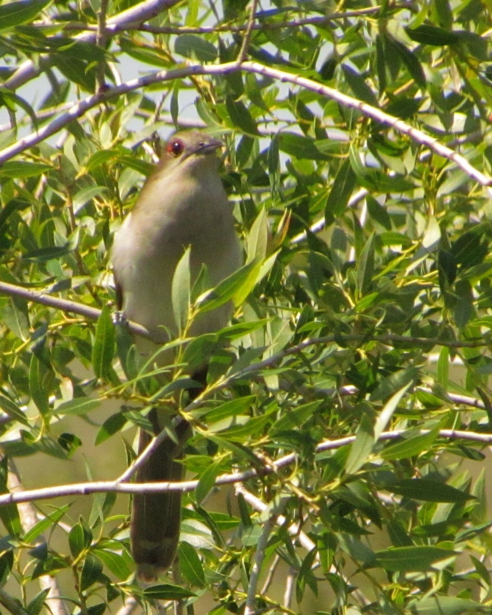 Black-billed Cuckoo - ML538746031