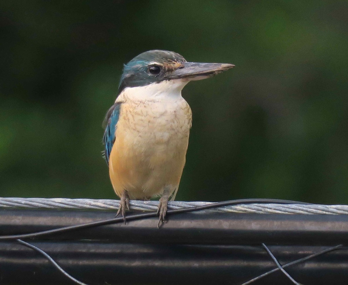 Sacred Kingfisher (Australasian) - ML53874651