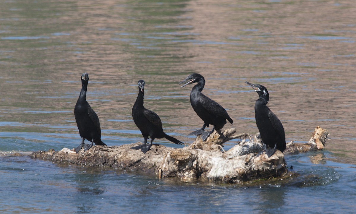 Cormorán Biguá - ML538746741