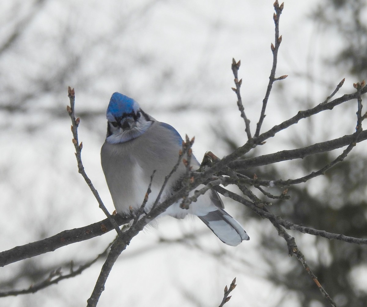 Blue Jay - ML538747341