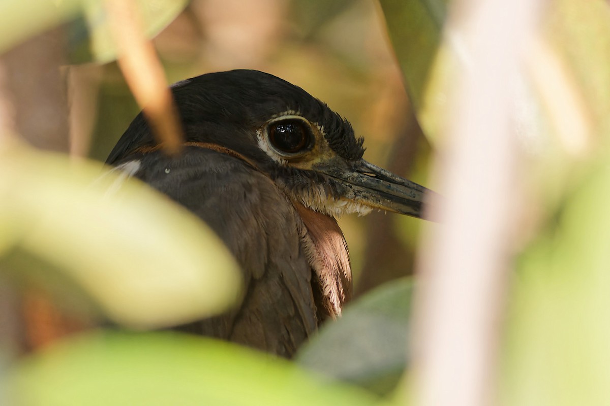 White-backed Night Heron - ML538747791