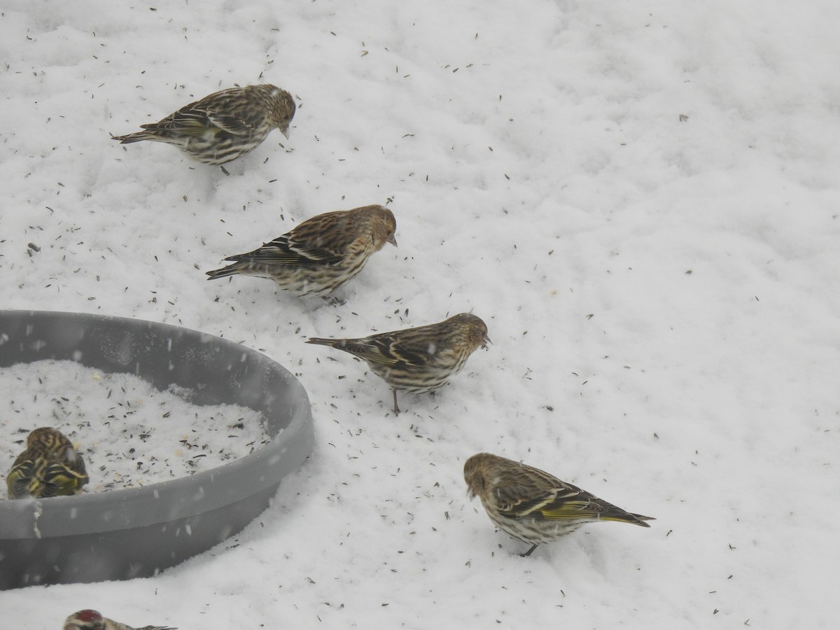 Pine Siskin - ML538749451