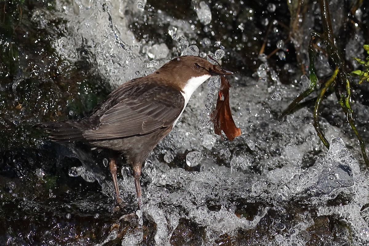 White-throated Dipper - ML538750781