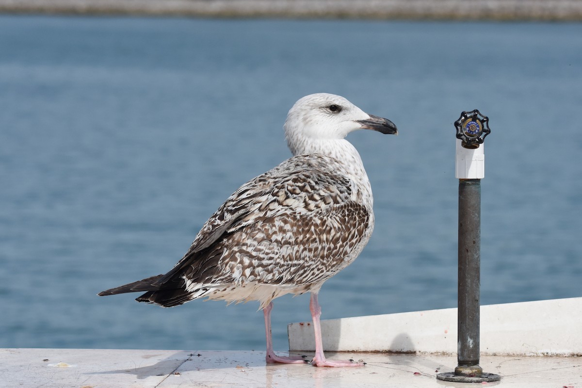 Great Black-backed Gull - Nick Moore