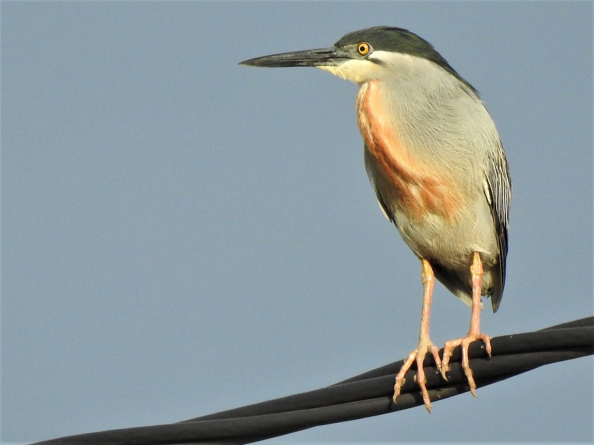 Striated Heron - ML538751961