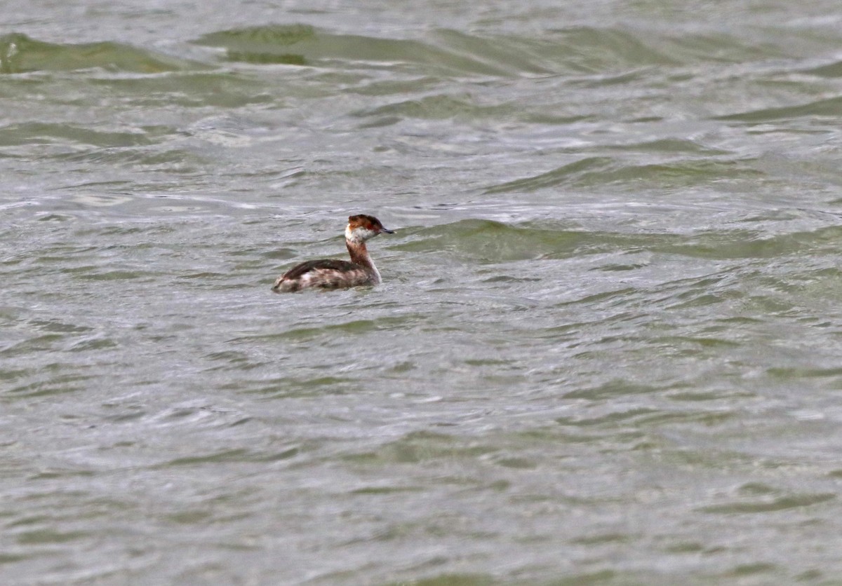 Horned Grebe - Mark Nale