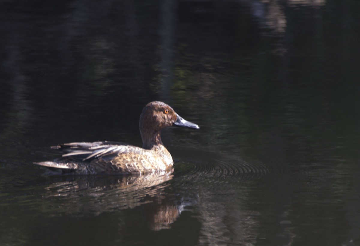 Cinnamon Teal - Williams Daniel Nuñez