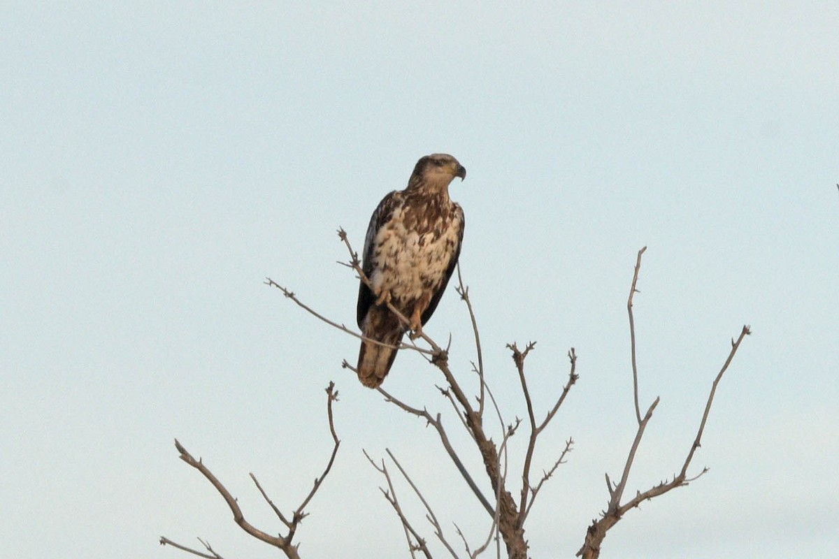 Bald Eagle - ML538753021