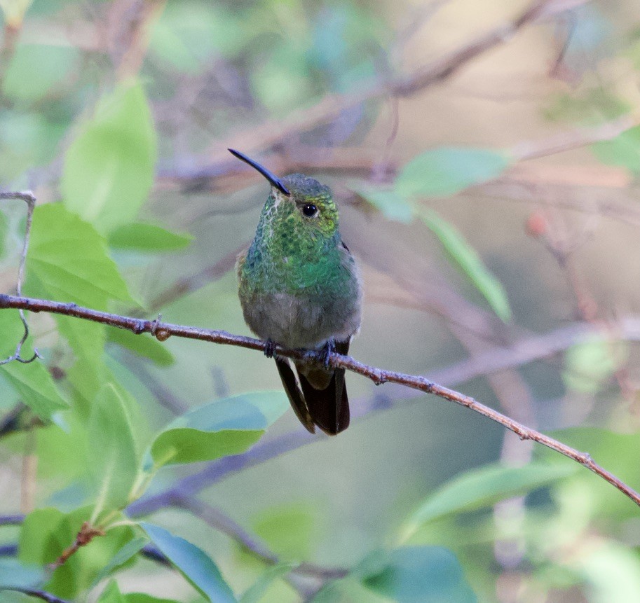 Berylline Hummingbird - ML538755801