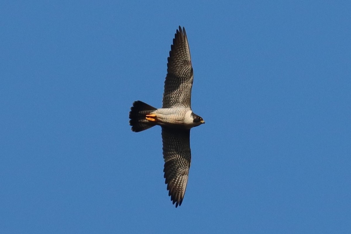 Peregrine Falcon - Subodh Ghonge