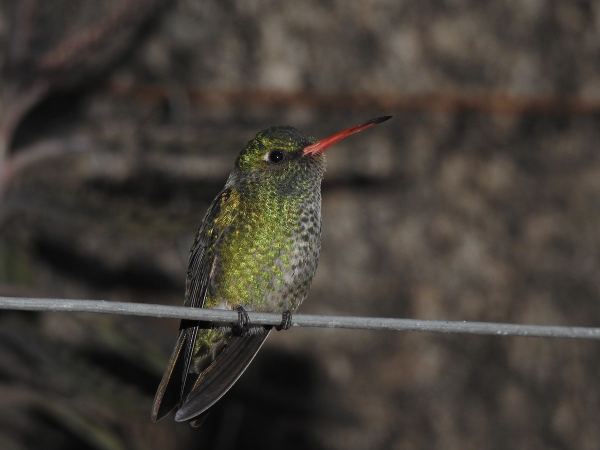 gyllenkolibri - ML538756211