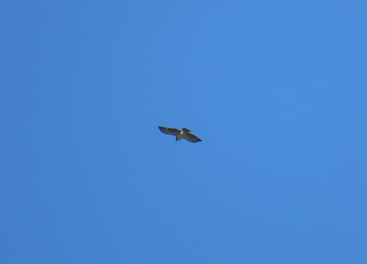 Short-tailed Hawk - ML538756371