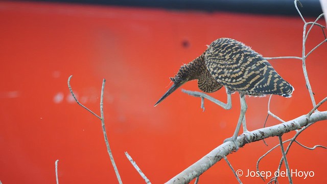 Bare-throated Tiger-Heron - ML538757511