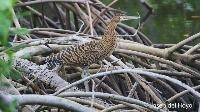 Bare-throated Tiger-Heron - ML538757631