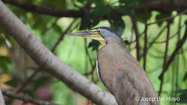 Bare-throated Tiger-Heron - ML538757651