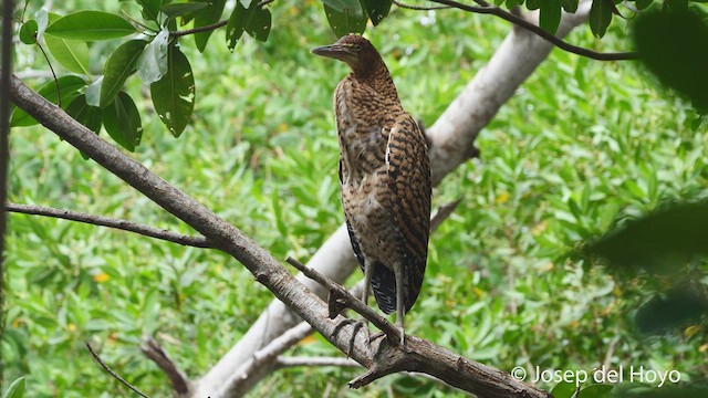 Bare-throated Tiger-Heron - ML538757721