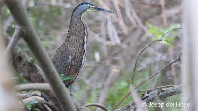 Bare-throated Tiger-Heron - ML538757731