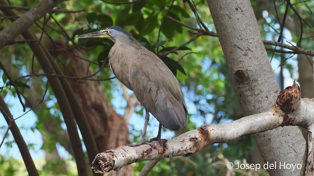 Bare-throated Tiger-Heron - ML538757741