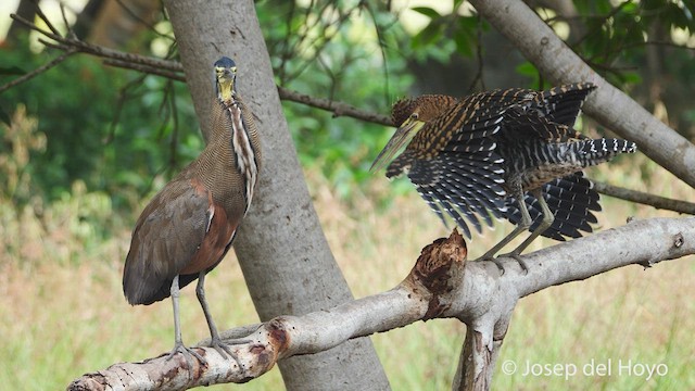 Bare-throated Tiger-Heron - ML538757761