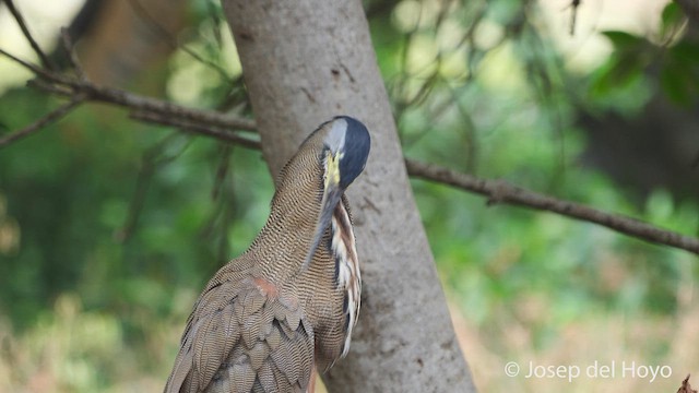 Bare-throated Tiger-Heron - ML538757771